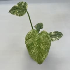 YM297 Monstera Green Snow モンステラ グリーンスノー - メルカリ