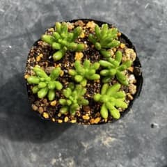 多肉植物 鉢植え 虹の玉 7個 挿木 - メルカリ