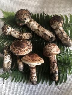 岩手県産　松茸　マツタケのサムネイル