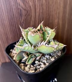アガベ チタノタ 皇冠 Agave 悪魔 ブツブツ アガベ チタノタ 皇冠 6 Agave 悪魔 ブツブツ - メルカリ