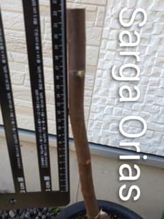 イチジク穂木 Sarga Orias サルガオリアス 1本 ✰今季ラスト✰ - メルカリ