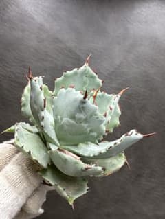 アガベ イシスメンシス「雷帝甲蟹」極上赤棘 超高級美株 - メルカリ