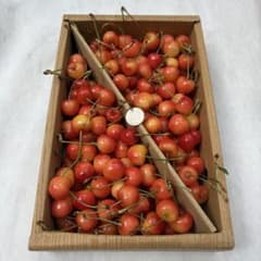 1-7 本日収穫　山形県産　さくらんぼ　1kg 紅秀峰　Mサイズ以上　訳あり品のサムネイル