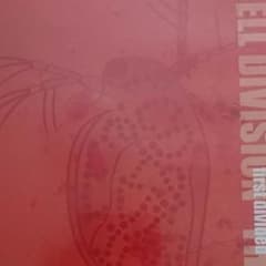 CELL DIVISION first divided THE DVDのサムネイル