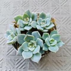 多肉植物 》白牡丹 カット苗セット - メルカリ