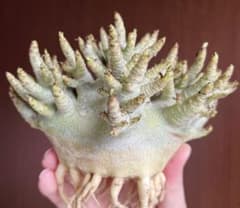 激レア/ドワーフ/極太 】アデニウム アラビカム コーラルブランチ