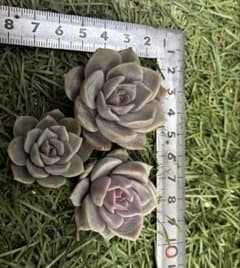 多肉植物エケベリア•ミセスアツコ•カット苗3個のサムネイル