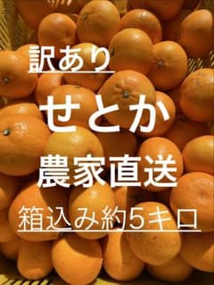 訳あり せとか 愛媛県産 農家直送 箱込み約5キロのサムネイル