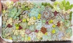 育てやすい　多肉植物　セダム　詰め合わせ　カット苗⑦のサムネイル