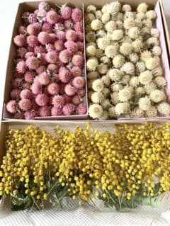ドライフラワー　千日紅（ヘッド）＊短い茎付き＊　& ミモザのサムネイル