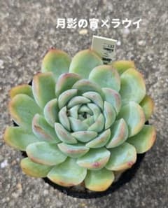 多肉植物　月影の宵×ラウイ➀のサムネイル
