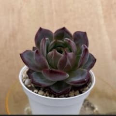 Top【選抜株】多肉植物　16027デアデビル　36個　鉢無し/脱土 Top【選抜株】多肉植物16027デアデビル36個鉢無し/脱土 | ヤマダウェブコム