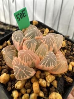 50E 多肉植物 ハオルチア OM✖️赤い鳥錦 糊斑 50E 多肉植物 ハオルチア OM✖️赤い鳥錦 糊斑 - メルカリ