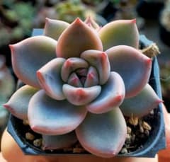 ラウリンゼ フランシノ ロメオ 青札 おらいさん 土付き発送 多肉