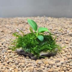 ミニ丸流木☆ナナプチ・南米ウィローモス - メルカリ