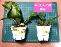 ビカクシダ (ギンカ)胞子培養ポット苗のサムネイル