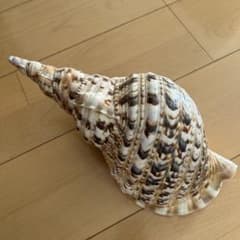 法螺貝 ホラ貝 沖縄県産 天然 貝殻 約30cm - メルカリ