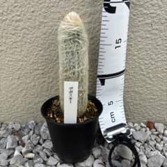 デボスキー 白麗翁のサムネイル
