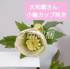 クリスマスローズ 大和園さん ピコティ ss 株分け 苗 カップ咲き