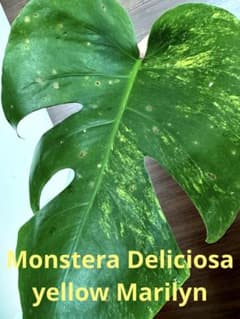 超希少】モンステラ デリシオーサ イエローマリリン極上 茎 葉っぱ付き