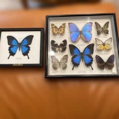 蝶の標本 2点セット Nature Scienceのサムネイル
