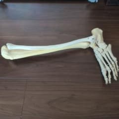 骨格模型　人体模型　下腿　足部　精密　解剖学　理学療法　インソール　3Bのサムネイル