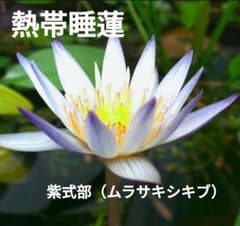 速達送料込み☆熱帯睡蓮☆紫式部（ムラサキシキブ）☆苗のサムネイル