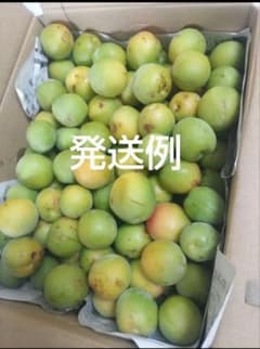 梅実 訳あり9kg 農薬不使用のサムネイル