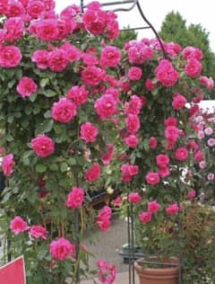 ピエールドゥロンサールかうらら薔薇　挿し木苗　11のサムネイル