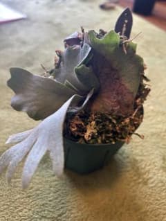 ビカクシダ P. willinckii Golden Boy2個セットのサムネイル