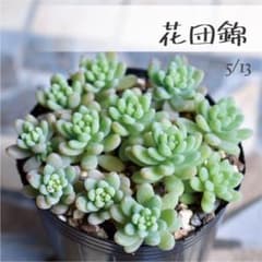 多肉植物【花団錦】セダム ポットごと or 抜き苗 6㎝ポット - メルカリ