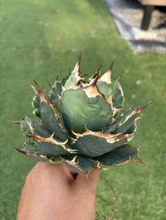 アガベ チタノタ ノーネーム 仔株④のサムネイル