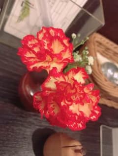 多肉植物 送料のサムネイル