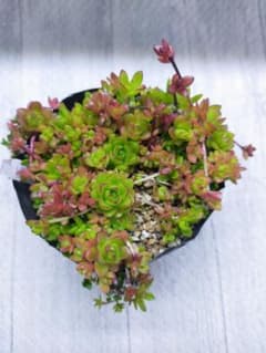 薄紅蓮華　多肉植物　オロスキタス属のサムネイル