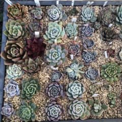 ラスト！多肉寄せ植えおまかせセット(箱いっぱい)のサムネイル