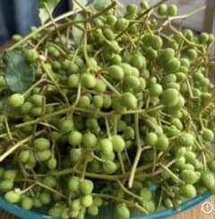 無農薬 実山椒✴︎100のサムネイル