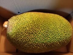 パラミツ(ジャックフルーツ) 11kgのサムネイル