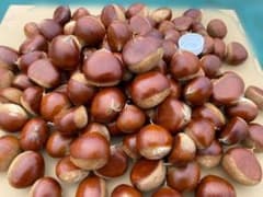 【値下げー阿蘇産・自然栽培・無農薬】生栗 1.5kg以上 大粒優先 詰め合わせのサムネイル