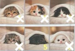 ハンドメイド♡オーダーページ【にゃんこ 27】 ハンドメイド♡オーダーページ【にゃんこ 27】 - メルカリ
