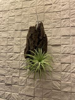 エアプランツ　流木付けのサムネイル