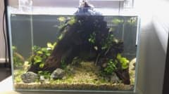 都内直接引渡】豪華ADA 45cm水槽フルセット アクアスカイ/青華石10数点