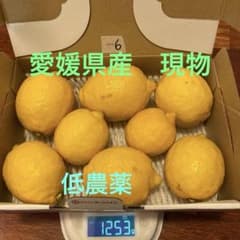 ⑥愛媛県産低農薬レモン8個セット 1253gのサムネイル