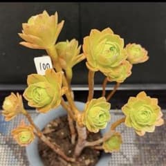100#観葉植物 アエオニウム❤️ホロスパツラツム❤️11頭18cm拔き苗 100#観葉植物 アエオニウム❤️ホロスパツラツム❤️11頭18cm拔き苗