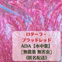 ADA水草【水中葉】ロターラ・ブラッドレッド 10本　[無農薬 無害虫]のサムネイル