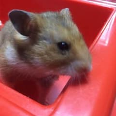 月華様専用のサムネイル