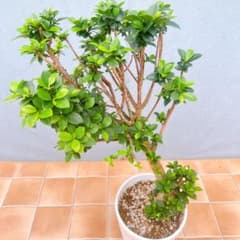 現品　ガジュマル　センカクガジュマル　曲がり　38番　観葉植物　インテリア 現品 ガジュマル センカクガジュマル 曲がり 38番 観葉植物 インテリア