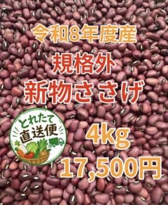令和8年度産 国産 規格外 新物ささげ 4kg 令和8年度産 国産 規格外 新物ささげ 4kg - メルカリ