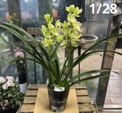 テーブルシンビジューム スィートハート 一休 4寸鉢ごと 苗 植物