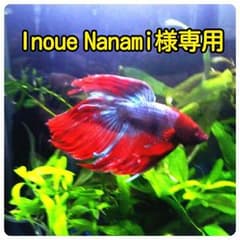 Inoue Nanami様専用のサムネイル