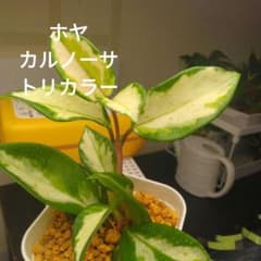 ホヤ カルノーサ トリカラー 根付き - メルカリ